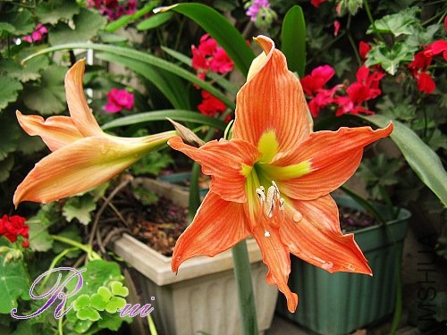 ������ 2.jpg