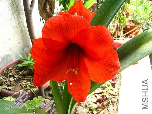 ��ɫ���� 2.jpg