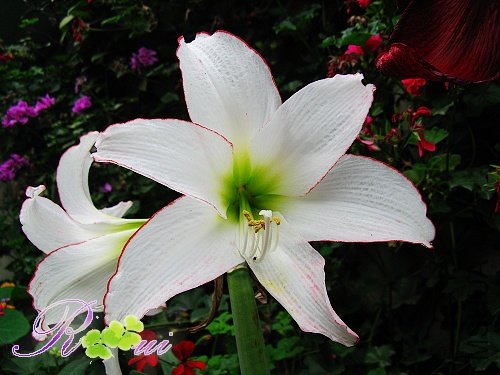 ��ʯ�� 4.jpg