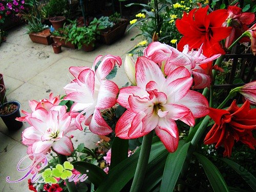 ����ȸ 14.jpg