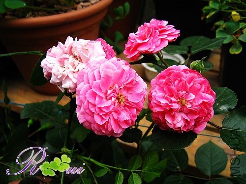 ����� 4.jpg