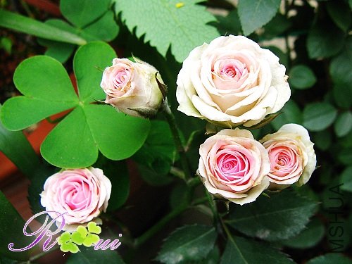 С����԰ 10.jpg