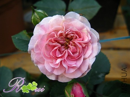 ����� 3.jpg