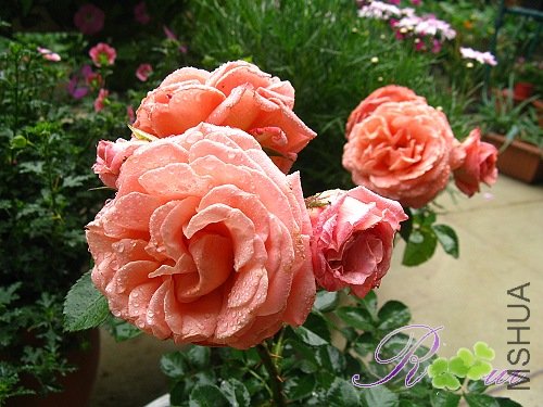 �Ứ �ӻ�  9.jpg