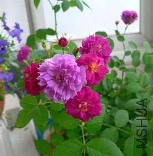 ��������Sweet carriage.jpg