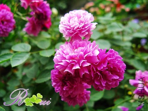 ��������Sweet carriage 22.jpg