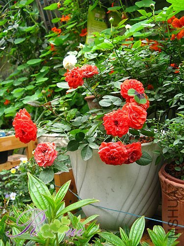 �Ⱥ�÷������ 4.jpg