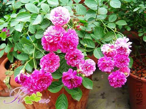 ��������Sweet carriage 19.jpg