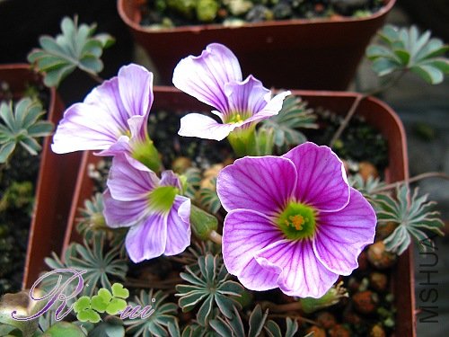 O\'enneaphylla Rosea 18.jpg