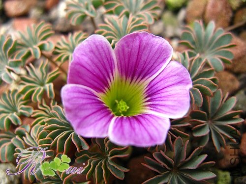 O\'enneaphylla ione hecker 14.jpg