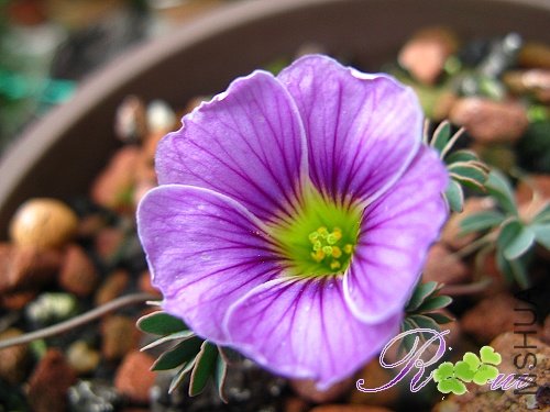 Oxali enneaphylla Patagonia 6.jpg