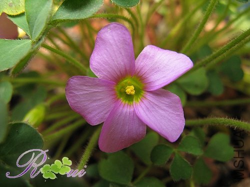 Oxalis zeekoevleyensis 12.jpg