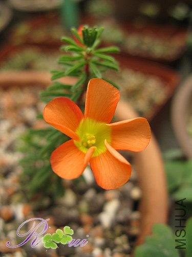 oxalis massoniana 10.jpg