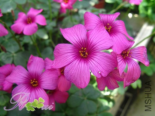 O\'brasliensis 19.jpg