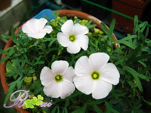 Oxalis bifurcata 31.jpg