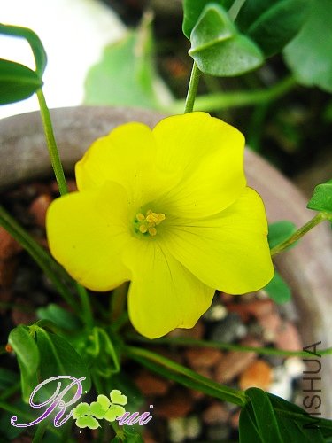 oxalis namaquana 6.jpg