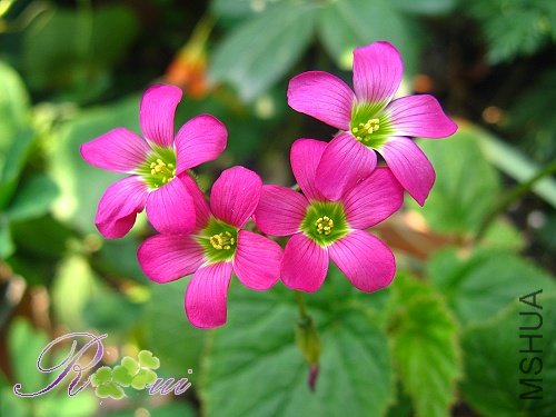 Oxalis lasiandra 3.jpg