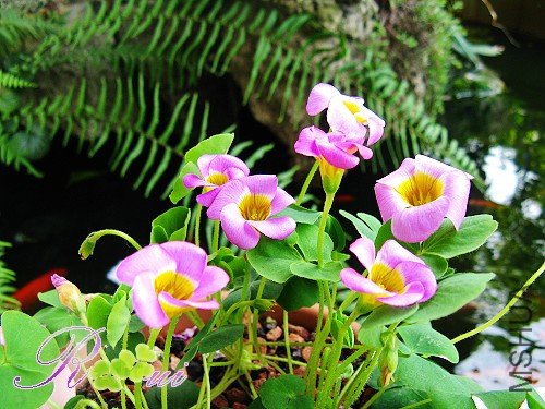 0��Deppeissa(Inops)  11.jpg