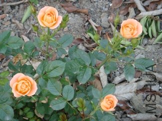 �������ɫһ����