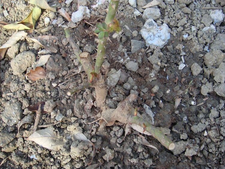 �����������ջ���4�������