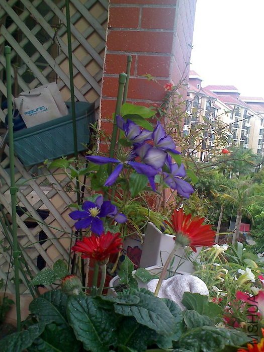 5-18�գ������߶仨һ�𿪣����ܴ�ʵ���Ǻ�׳�۵ģ���ϧ���ֻ��ĵģ���̫�����