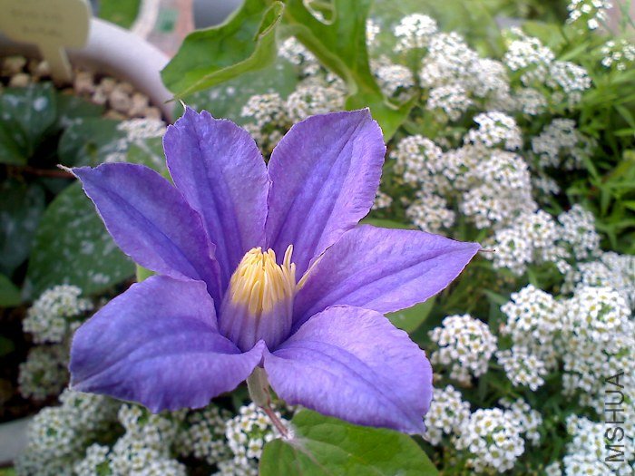 5-15�գ�ʢ�������ó�����������10CM��