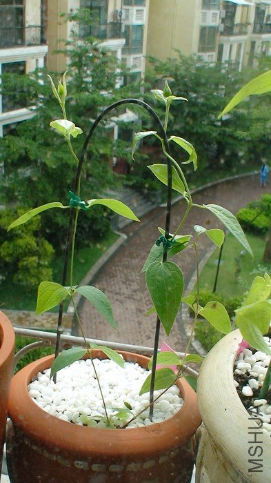 5-18�գ����ֶ��������˻�����5-25�գ�֦���ֳ鳤�˺ܶ࣬�����������ˣ�