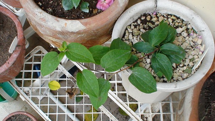 ����������ͱ���ǿ���ˣ����Ǽ����ȫ���ա�