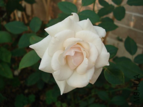 �ڶ�����ɫ�䵭��