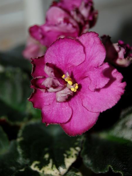 DSC_0210.jpg