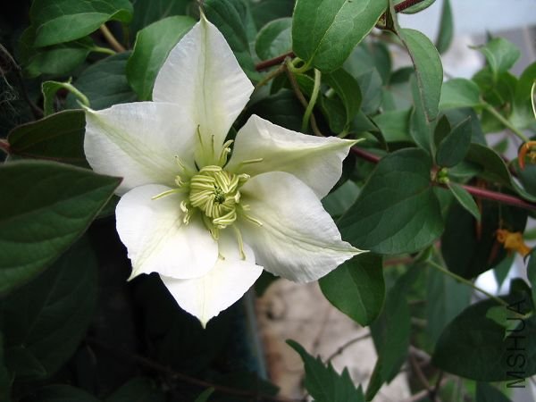 ��һ��,��ɫ�Ļ�