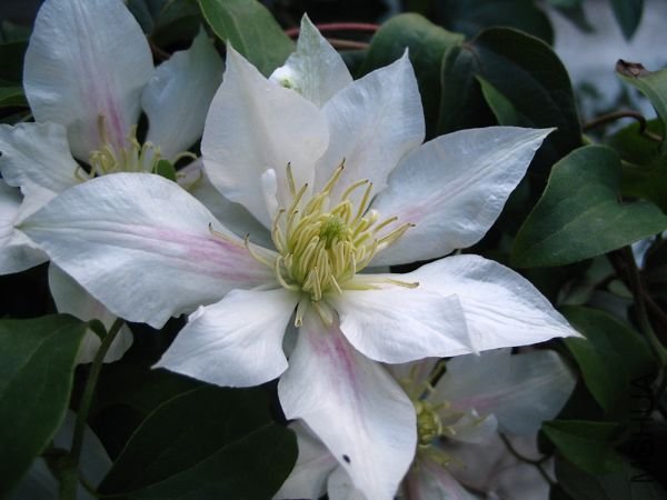 ����Ҳ������