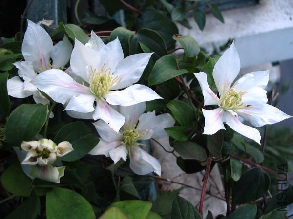 �����ˣ��е�������,СС���ذ�