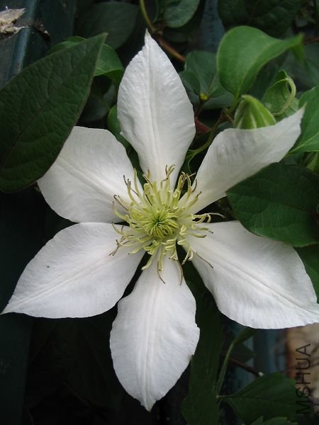 Ҳ��Ư����