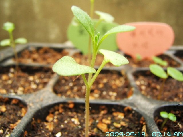 DSCF4549.JPG