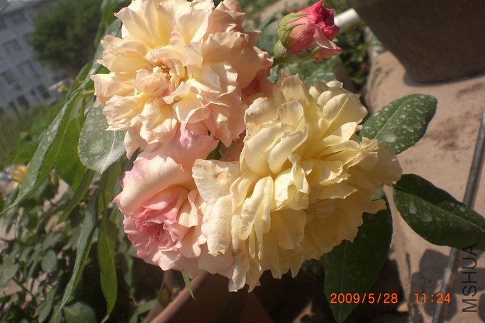 ����Сʱ����ɫ�ֱ���