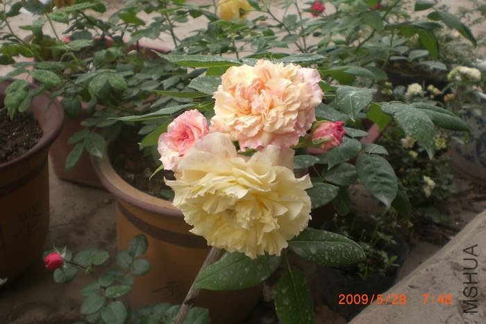 �Ľ��ò�ͬ��ɫ��̿���