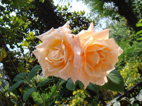 DSC03084.JPG