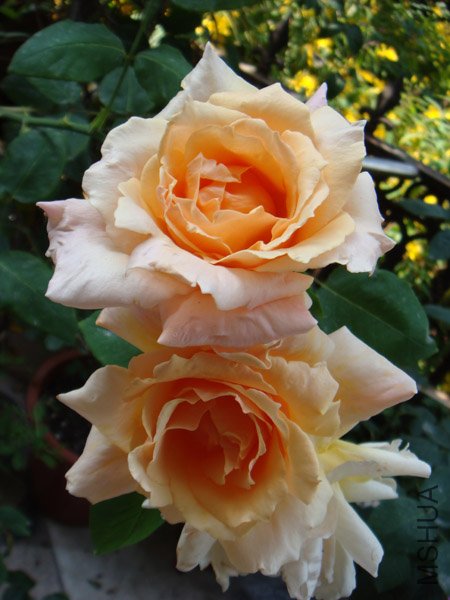 DSC03072.JPG