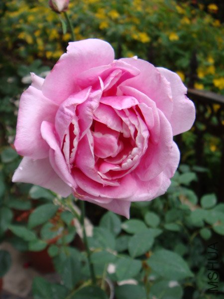 DSC03059.JPG