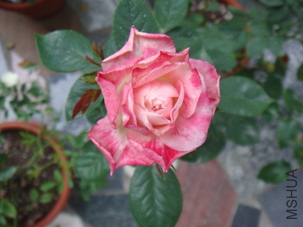 DSC03071.JPG