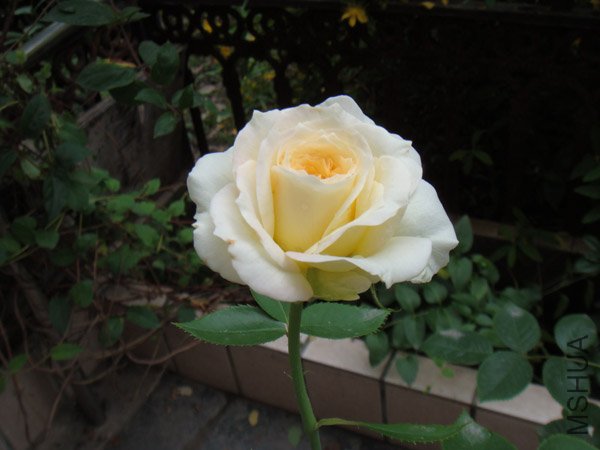 DSC03065.JPG