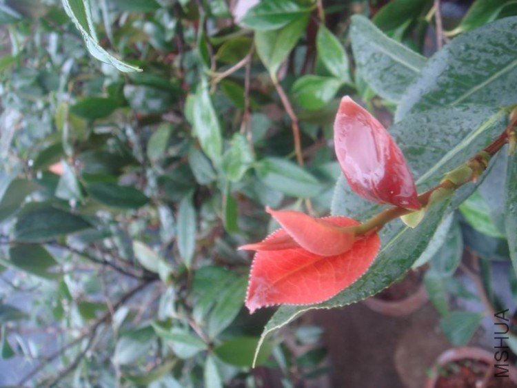 DSC03470.JPG
