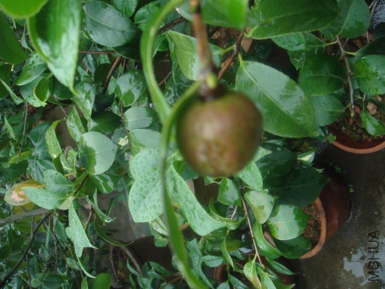 DSC03471.JPG