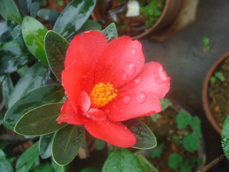 DSC03474.JPG