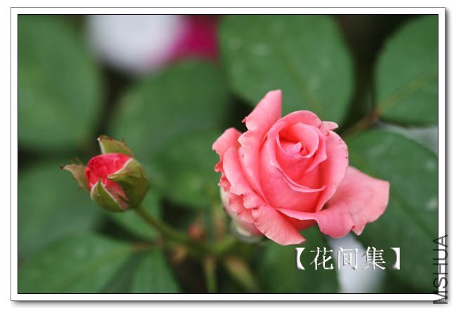 IMG_5919 ����.jpg