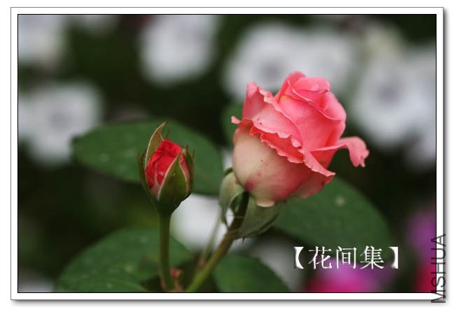 IMG_5920 ����.jpg