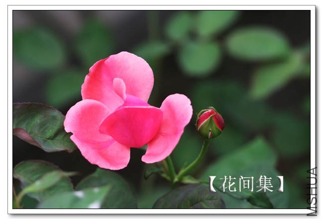 IMG_5925 ����.jpg