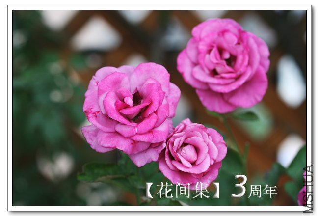 IMG_6066 ����.jpg