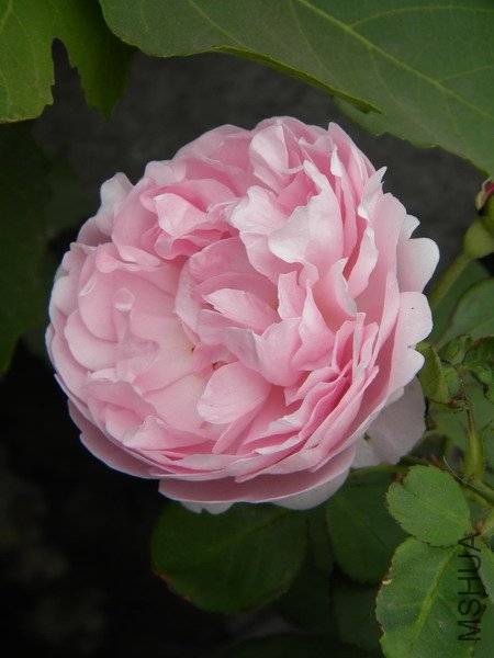Charles Rennie Mackintosh (2).jpg